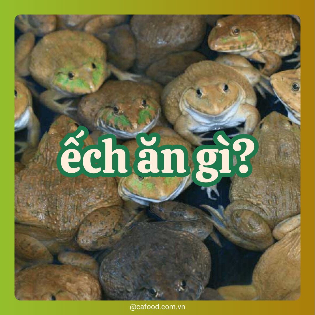 Cách Cho Ếch Ăn Để Tăng Hiệu Quả Kinh Tế