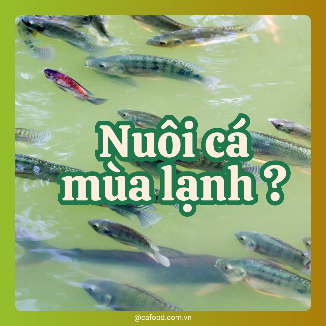 Bảo Vệ Cá Nuôi Trước Thời Tiết Chuyển Lạnh
