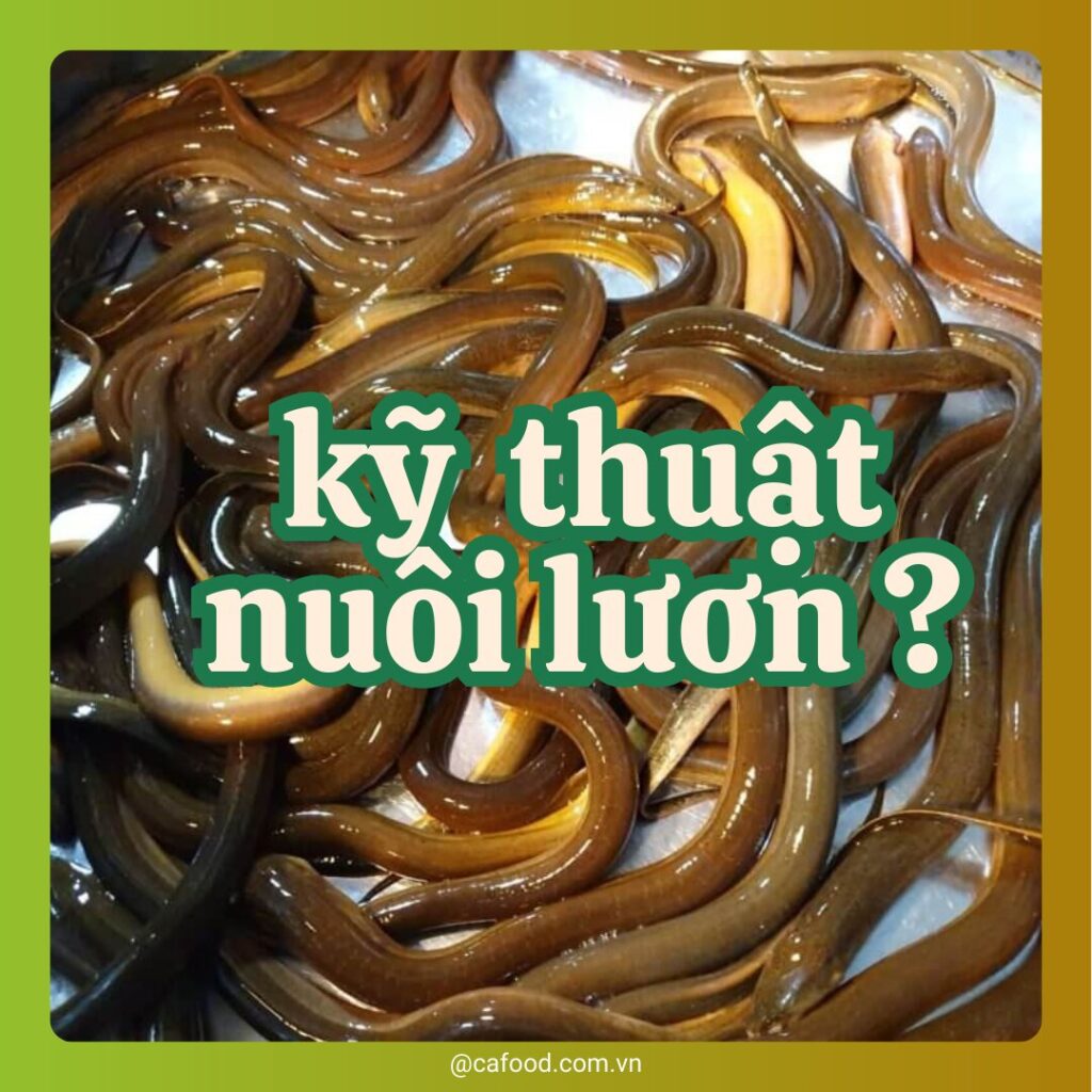 Kỹ Thuật Nuôi Lươn Trong Can Nhựa, Ống Nhựa Hoặc Thùng Xốp