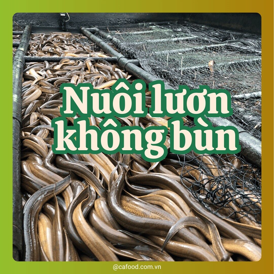 NUÔI LƯƠN KHÔNG BÙN