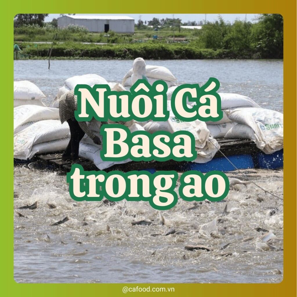 NUÔI CÁ BASA TRONG AO