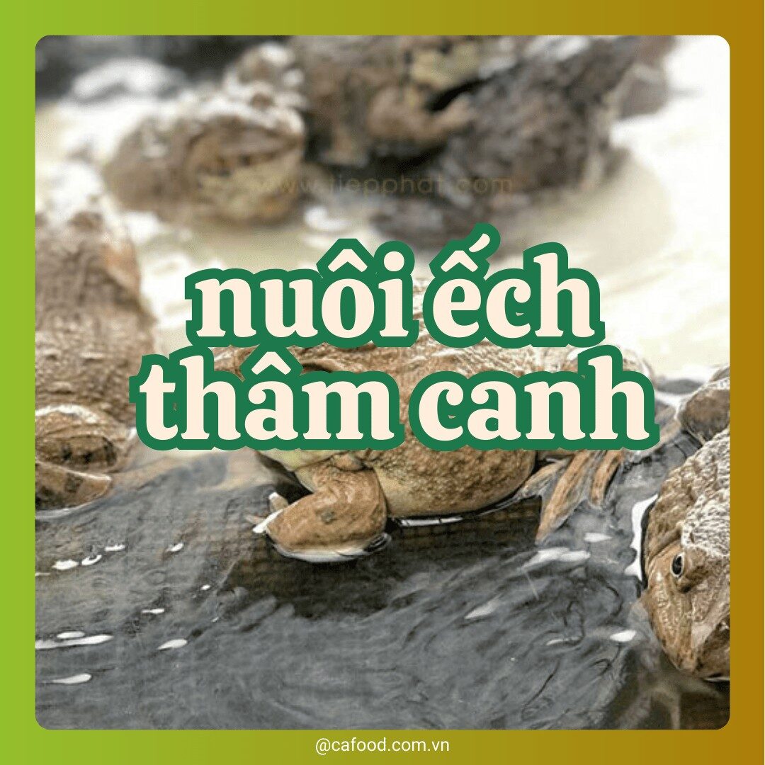 NUÔI ẾCH THÂM CANH