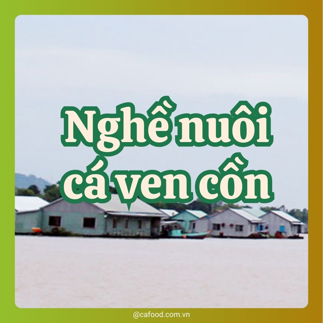 NGHỀ NUÔI CÁ VEN CỒN