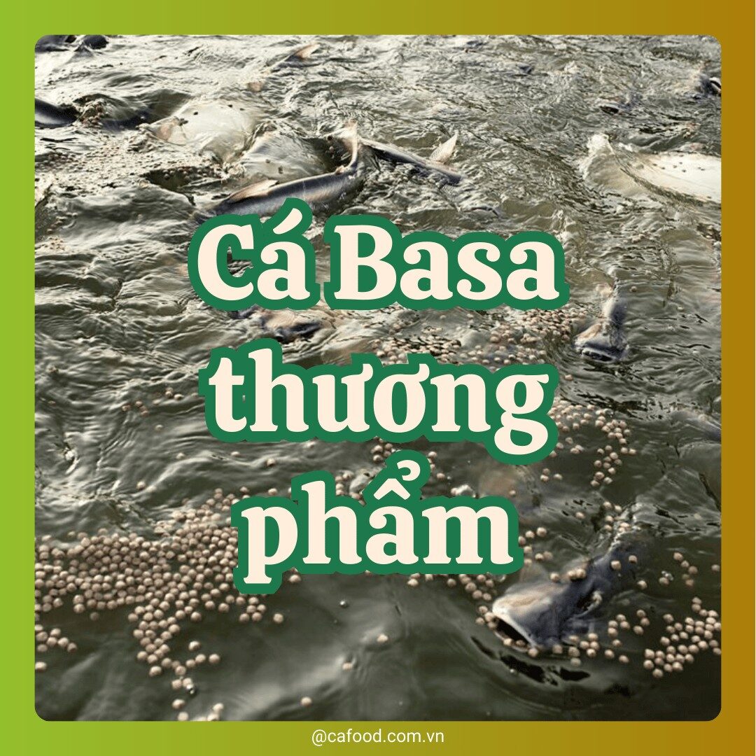 CÁ BASA THƯƠNG PHẨM
