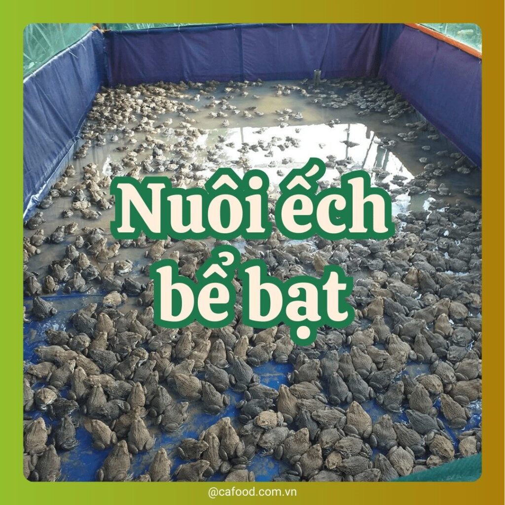 NUÔI ẾCH BỂ LÓT BẠT