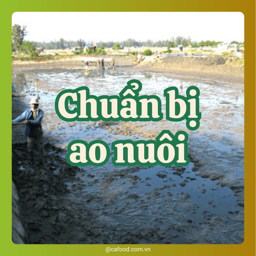 CHUẨN BỊ AO NUÔI
