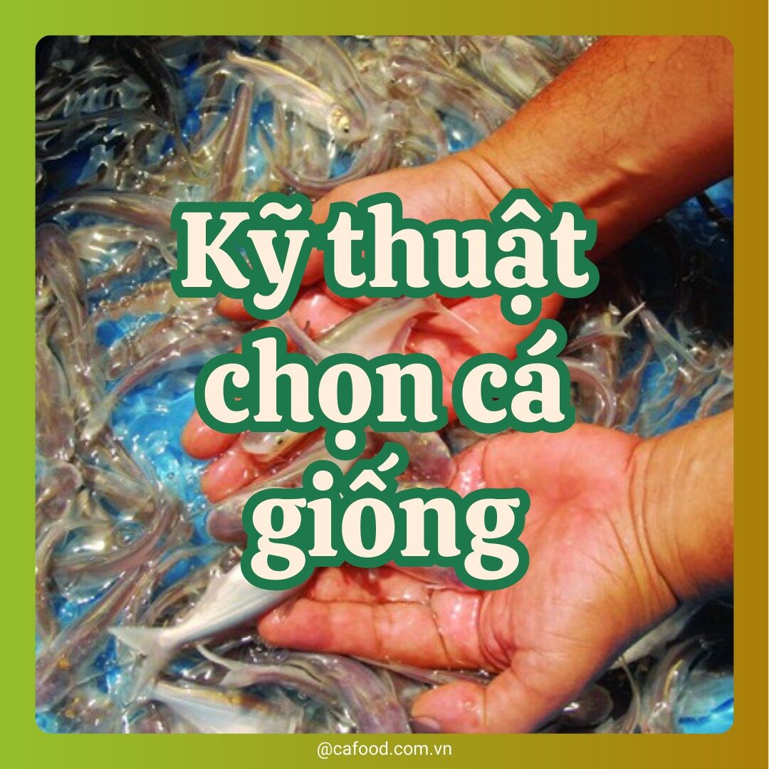 KỸ THUẬT CHỌN VÀ THẢ CÁ GIỐNG