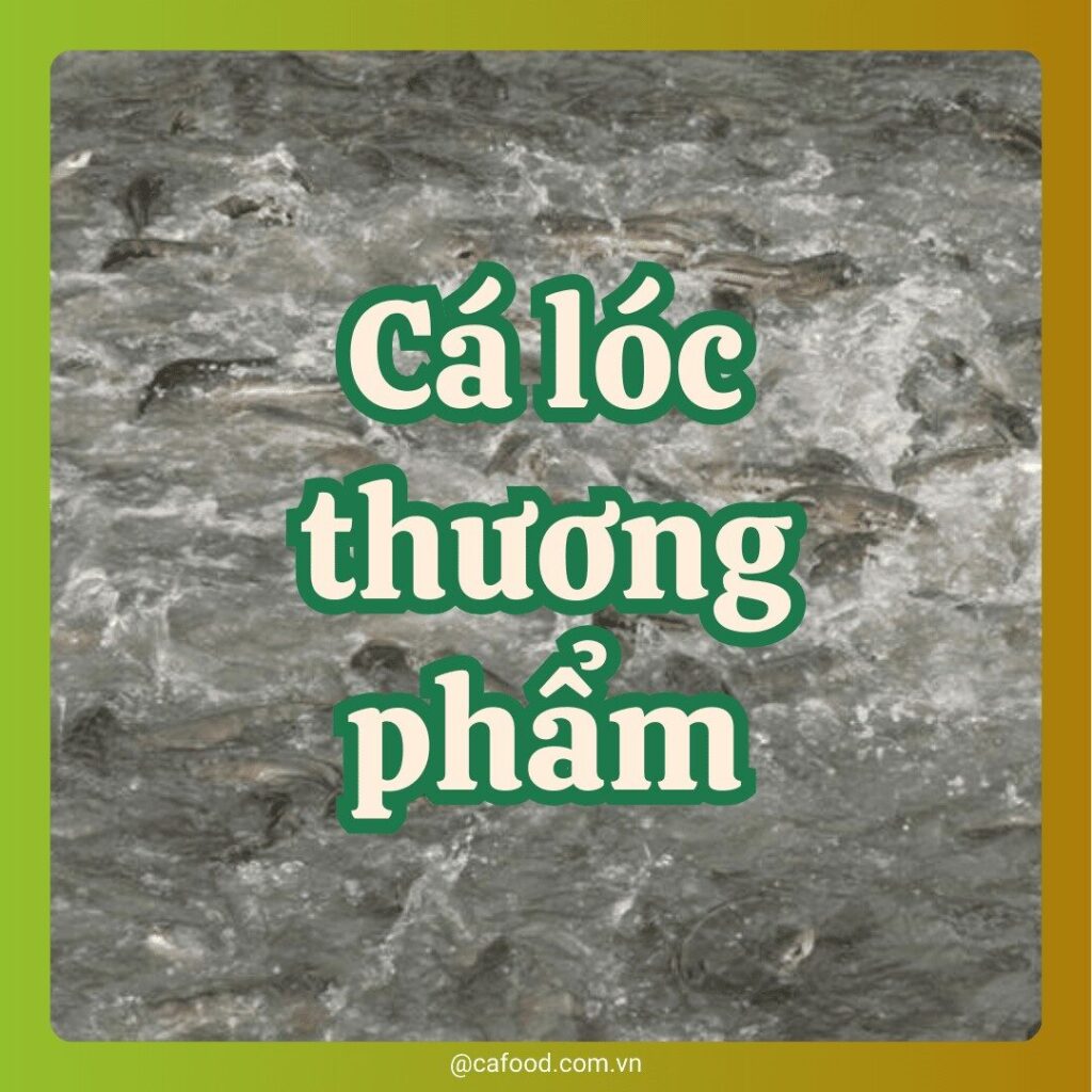 CÁ LÓC THƯƠNG PHẨM