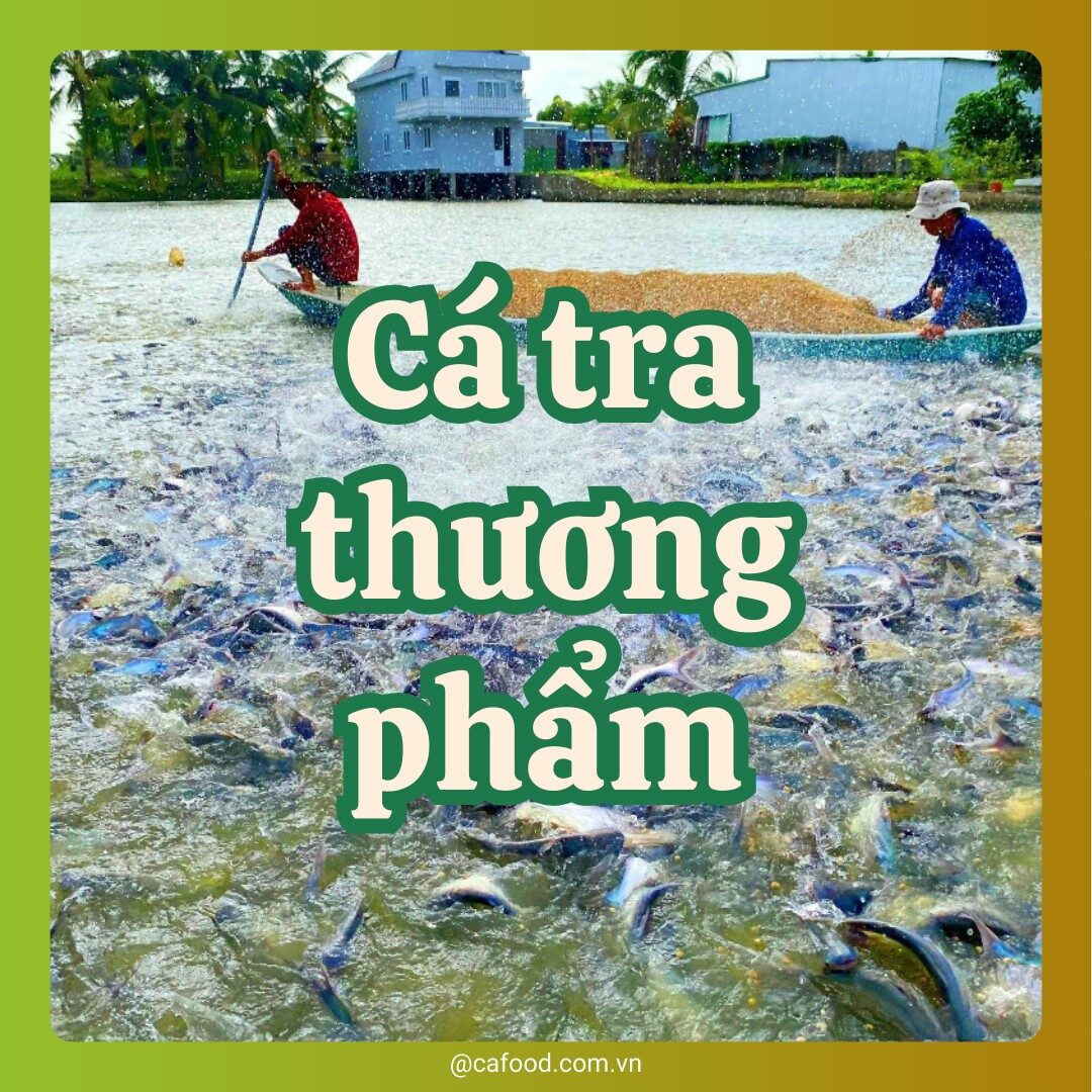 CÁ TRA THƯƠNG PHẨM
