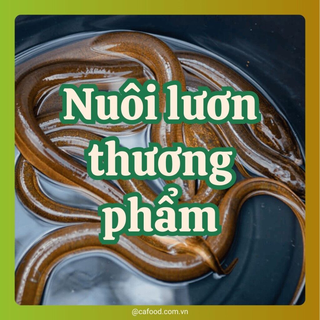 NUÔI LƯƠN THƯƠNG PHẨM