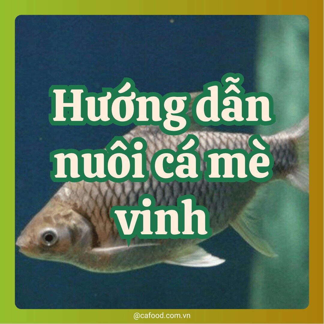 Hướng dẫn nuôi cá mè vinh