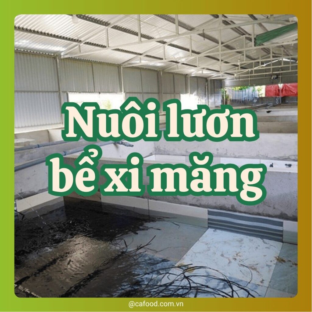 Nuôi lươn bể xi măng