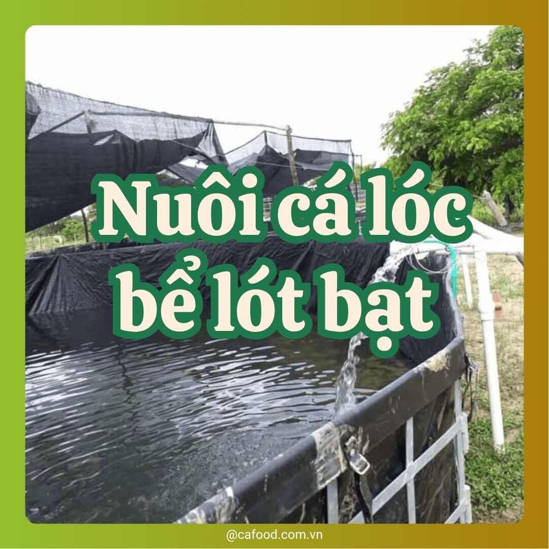 Nuôi cá lóc trong bể lót bạt