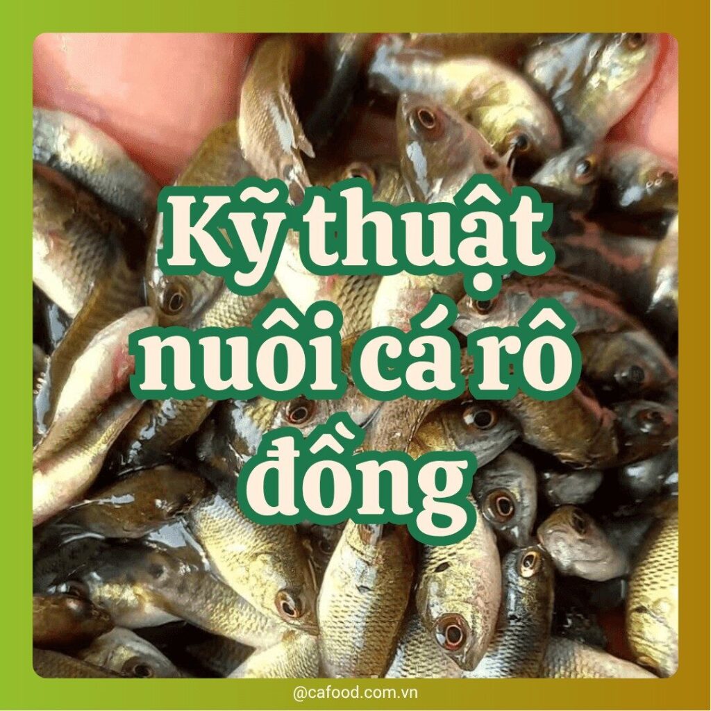 Kỹ thuật nuôi cá rô đồng