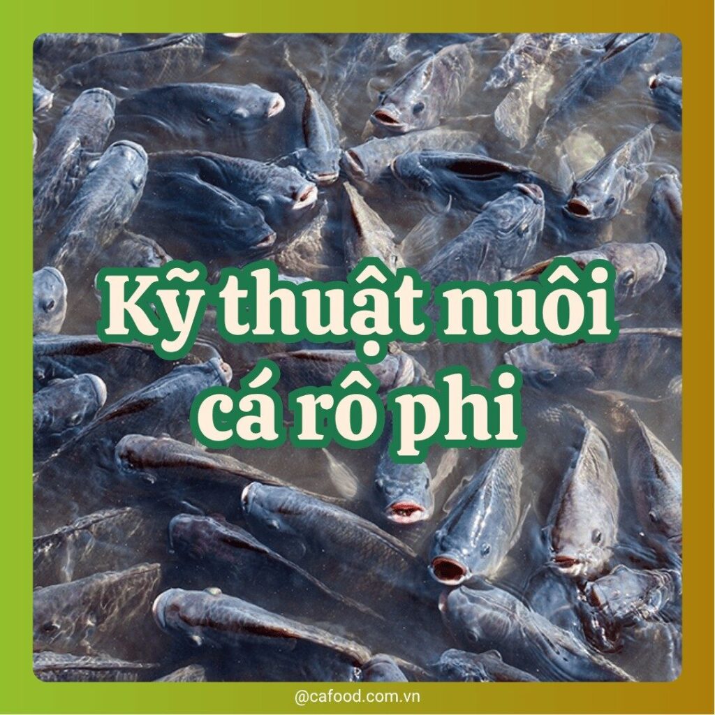 Kỹ thuật nuôi cá rô phi