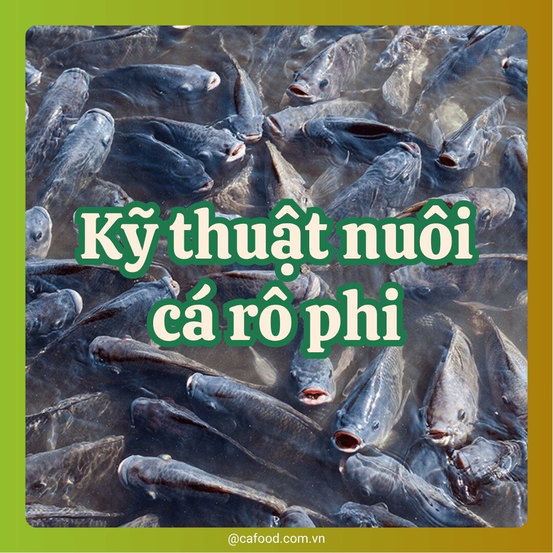 Kỹ thuật nuôi cá rô phi