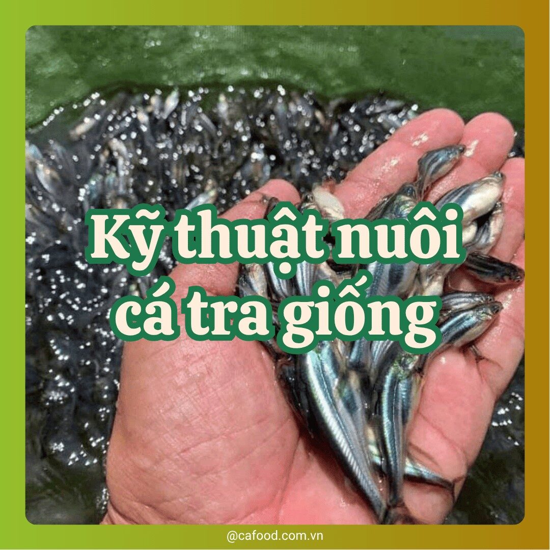 Kỹ thuật nuôi cá tra giống