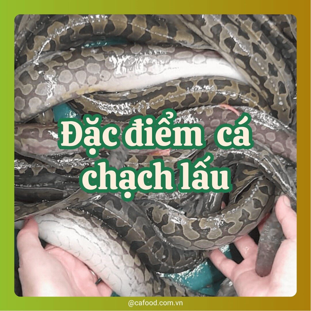 Đặc điểm cá chạch lấu
