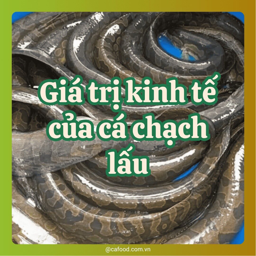 Giá trị kinh tế và hướng dẫn nuôi cá chạch lấu