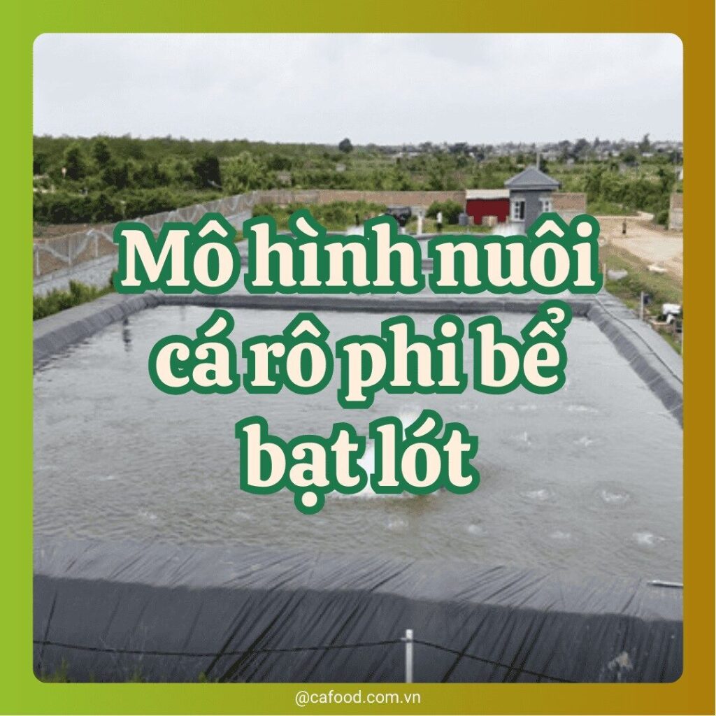 Mô hình nuôi cá rô phi bể bạt lót