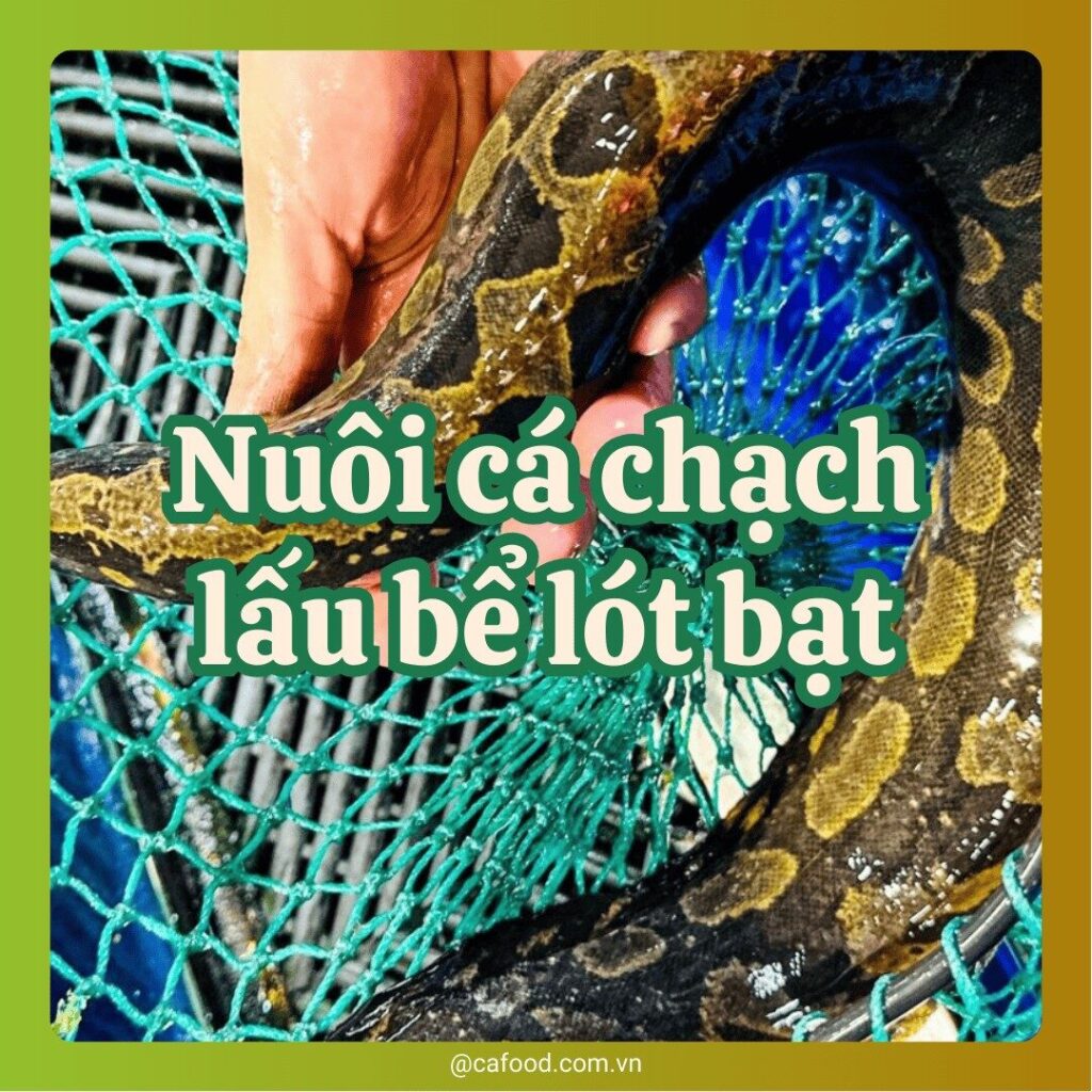 Cách nuôi cá chạch lấu trong bể lót bạt