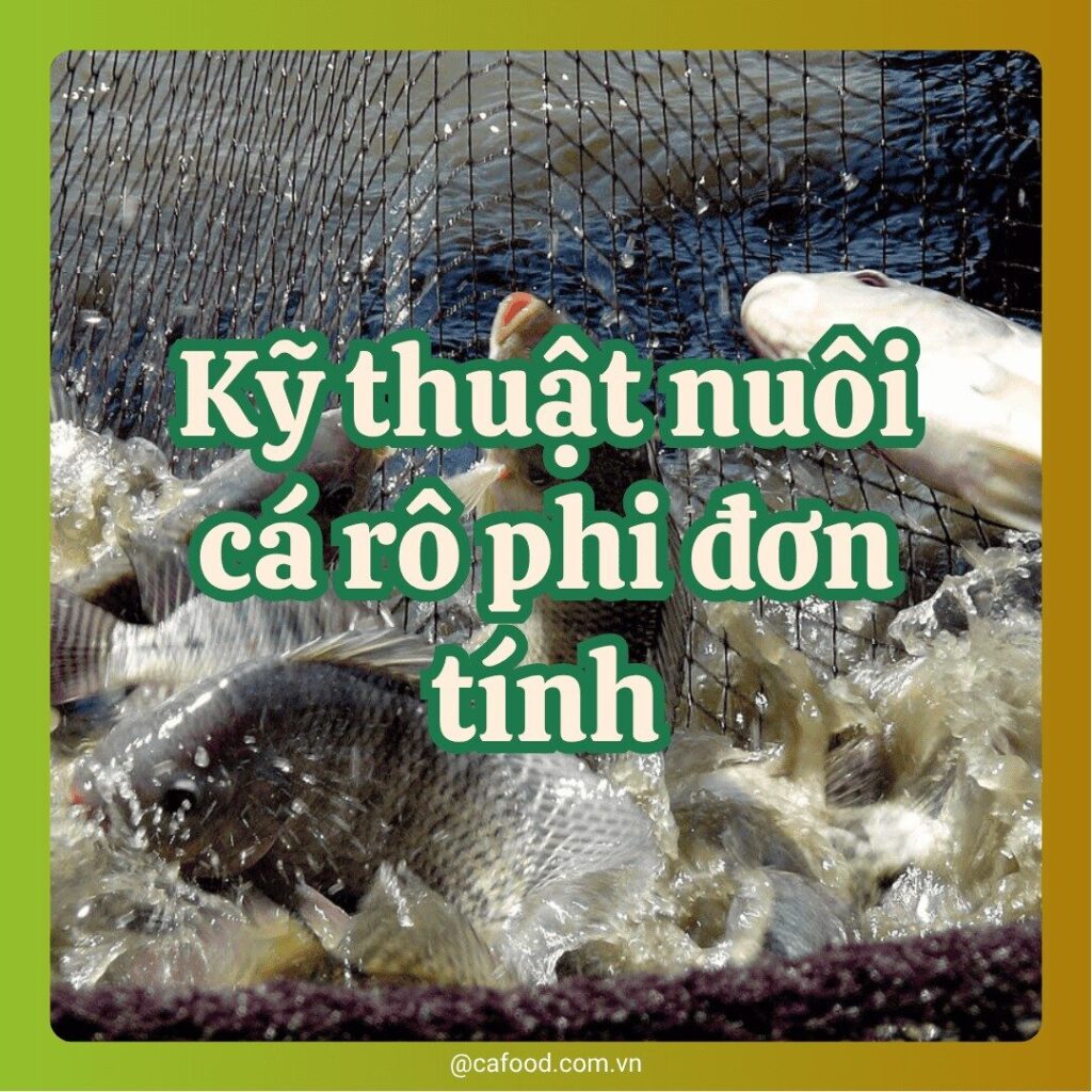 Kỹ thuật nuôi cá rô phi đơn tính