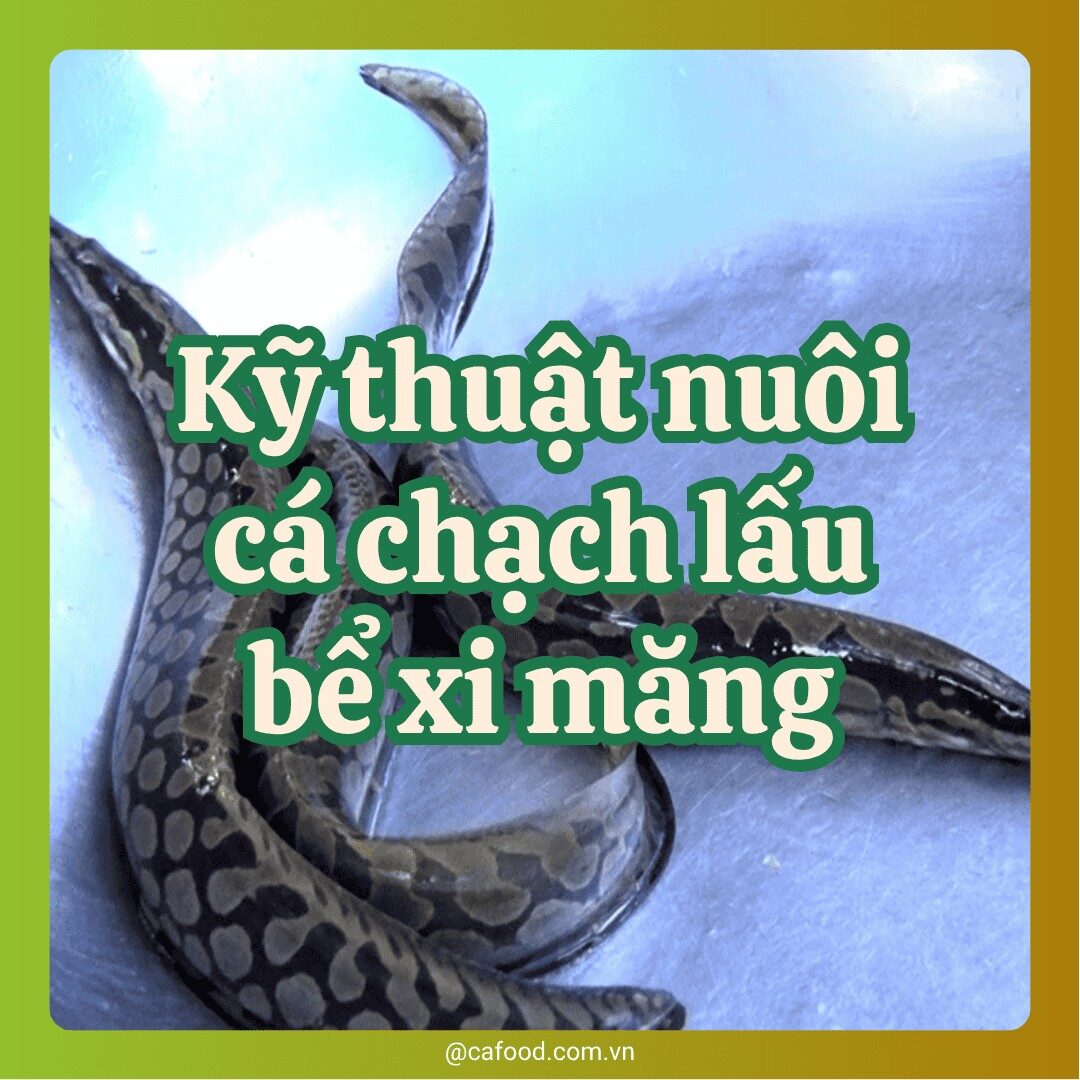 Kỹ thuật nuôi cá chạch lấu trong bể xi măng