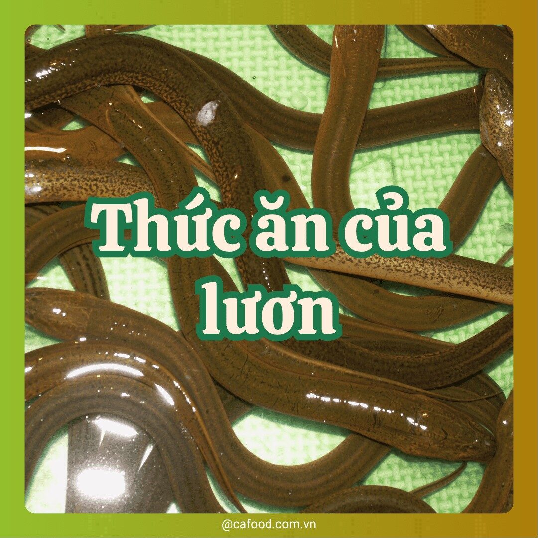 Thức ăn của lươn