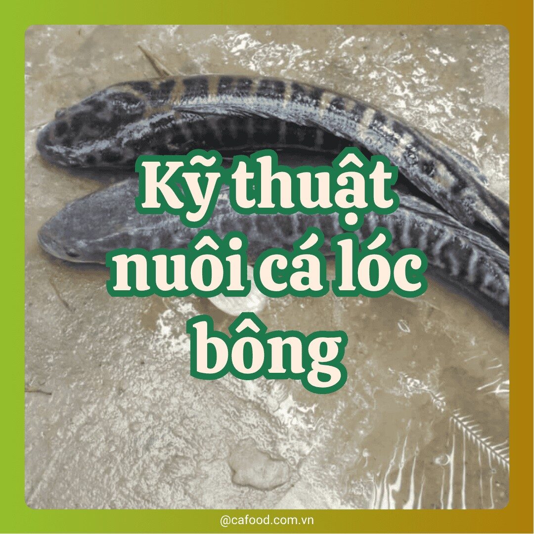 Kỹ thuật nuôi cá lóc bông trong ao đất