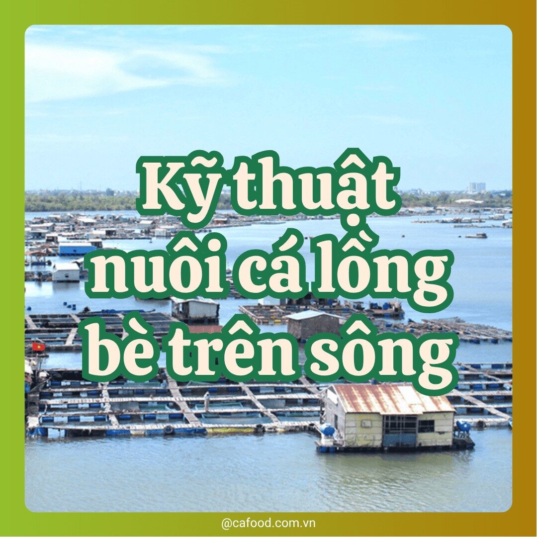 Kỹ thuật nuôi cá lồng bè trên sông