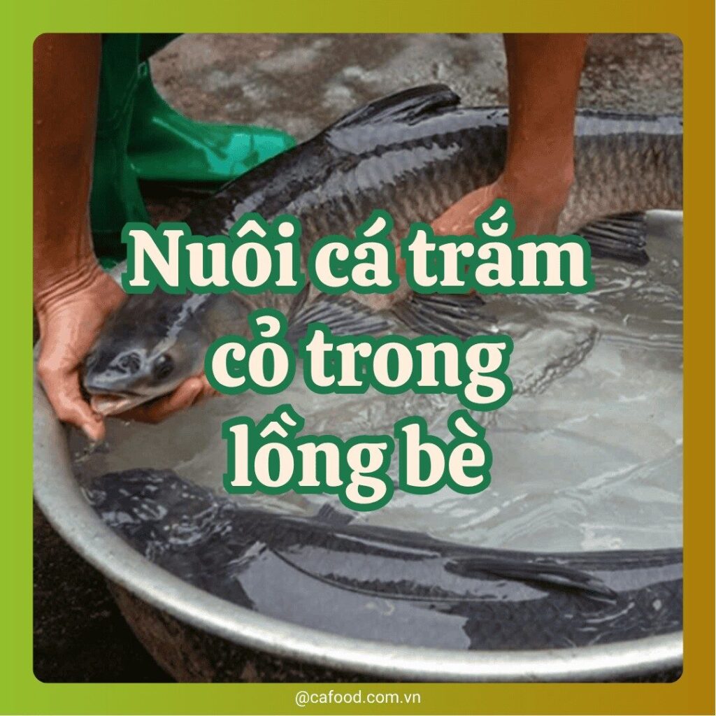 Kỹ thuật nuôi cá trắm cỏ trong lồng bè