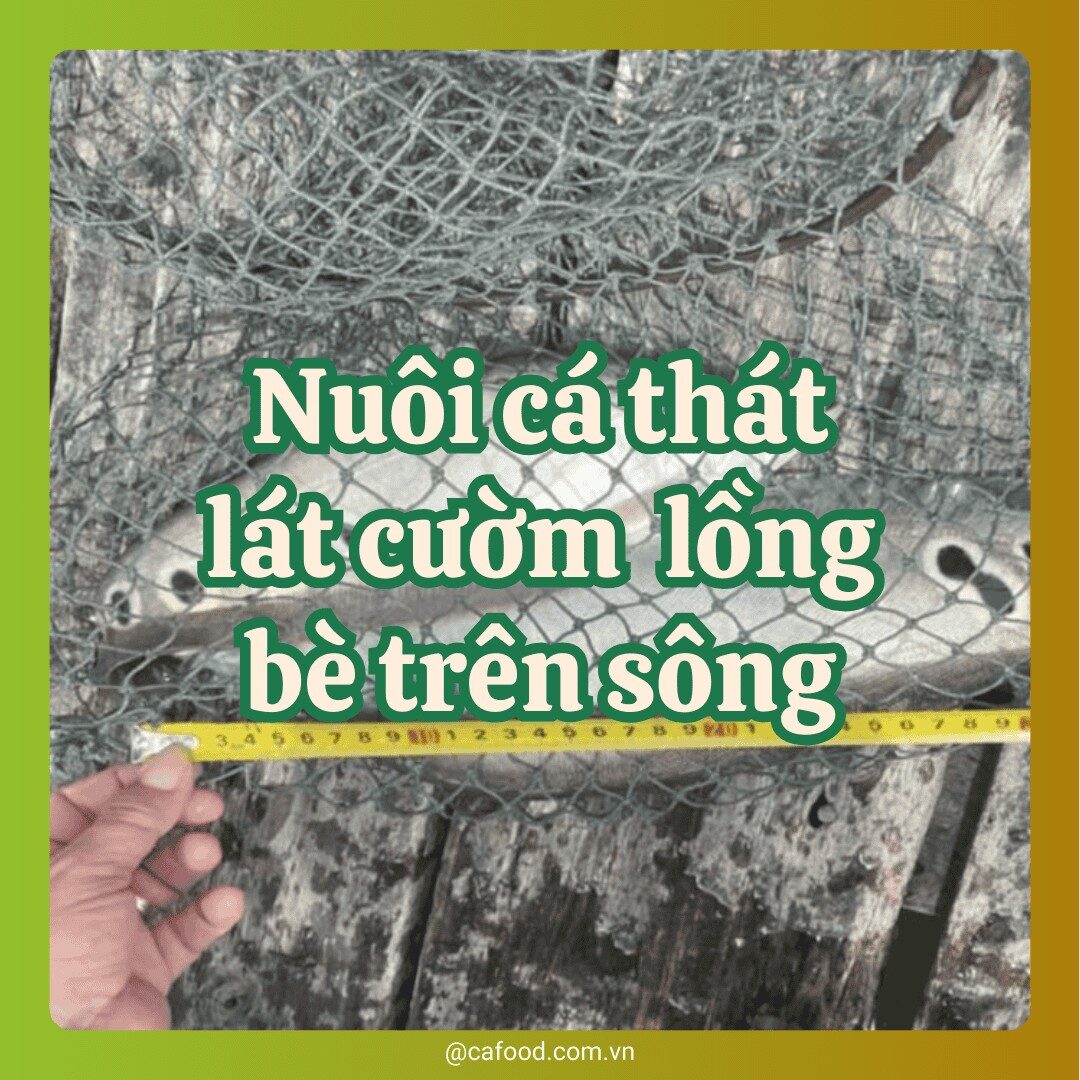 kỹ thuật nuôi cá thát lát cườm lồng bè trên sông