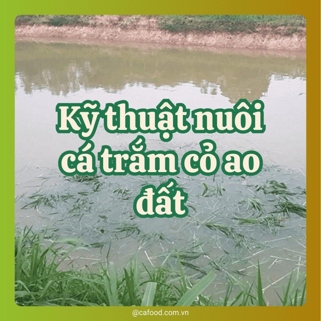 kỹ thuật nuôi cá trắm cỏ trong ao