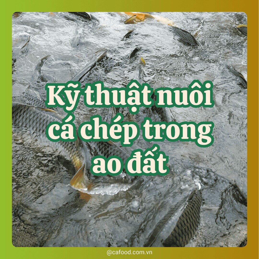kỹ thuật nuôi cá chép ao đất