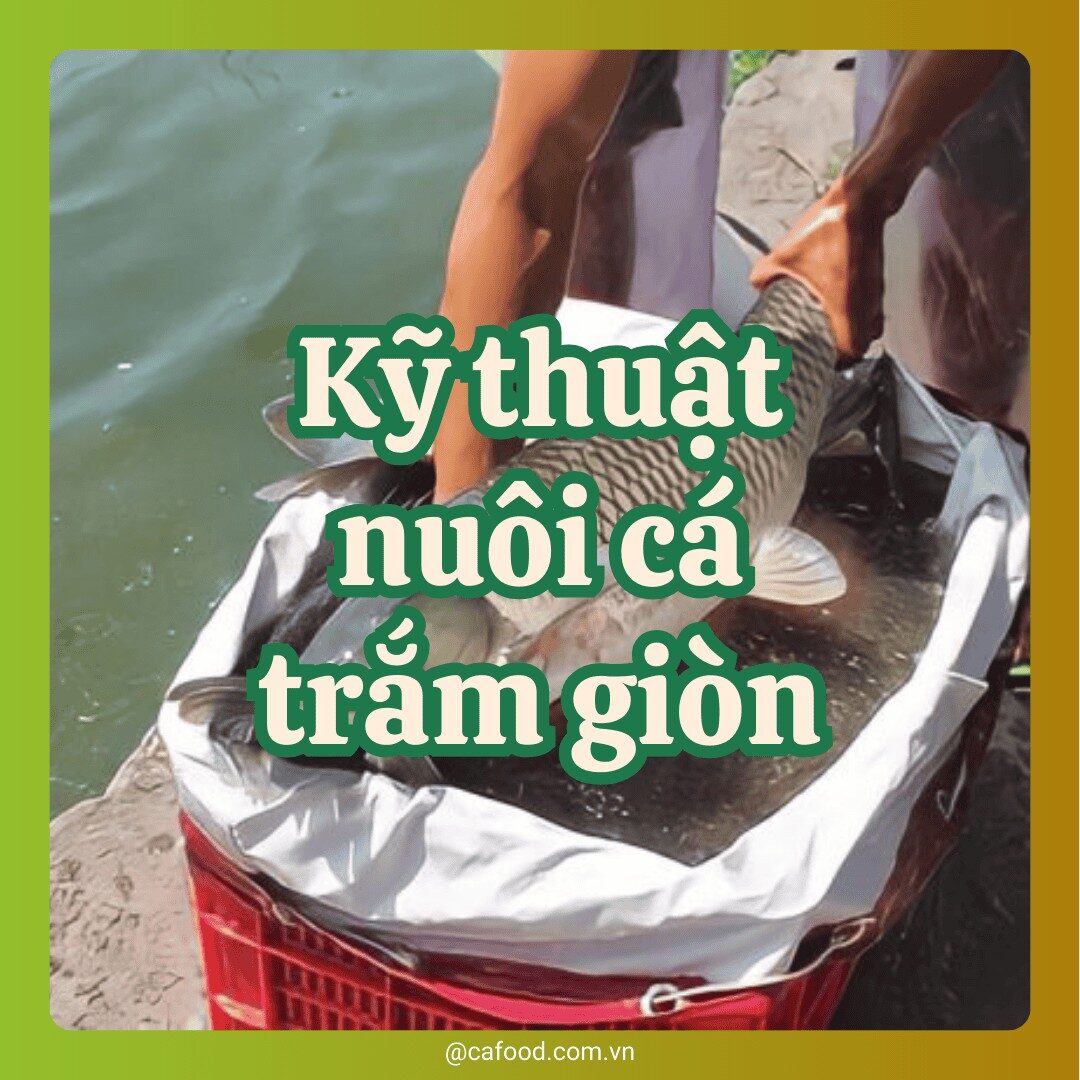 Kỹ thuật nuôi cá trắm giòn