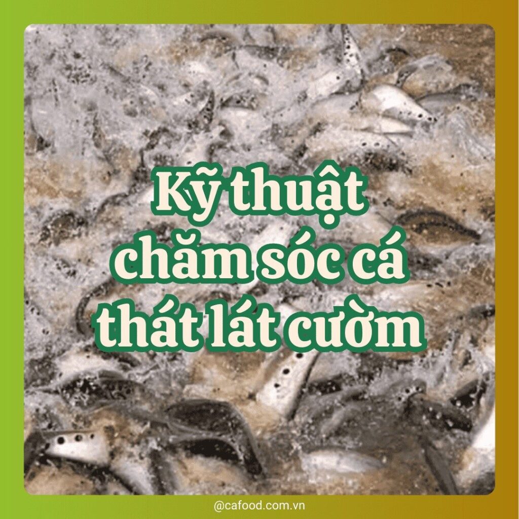 Kỹ thuật chăm sóc cá thát lát cườm
