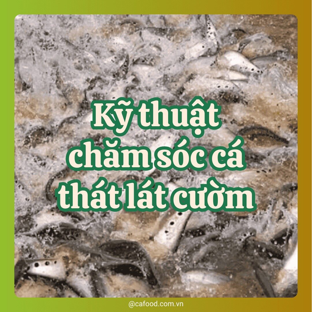 Kỹ thuật chăm sóc cá thát lát cườm