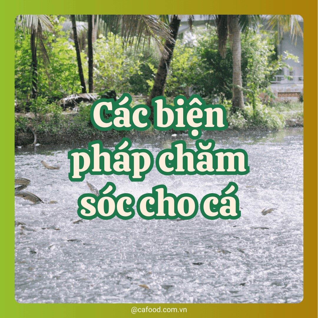 Các biện pháp phòng bệnh cho cá thời điểm giao mùa