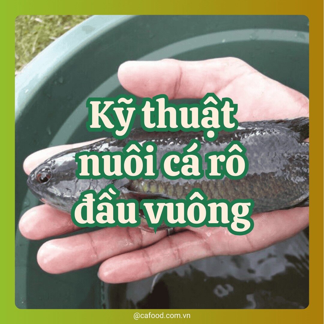 Kỹ thuật nuôi cá rô đầu vuông