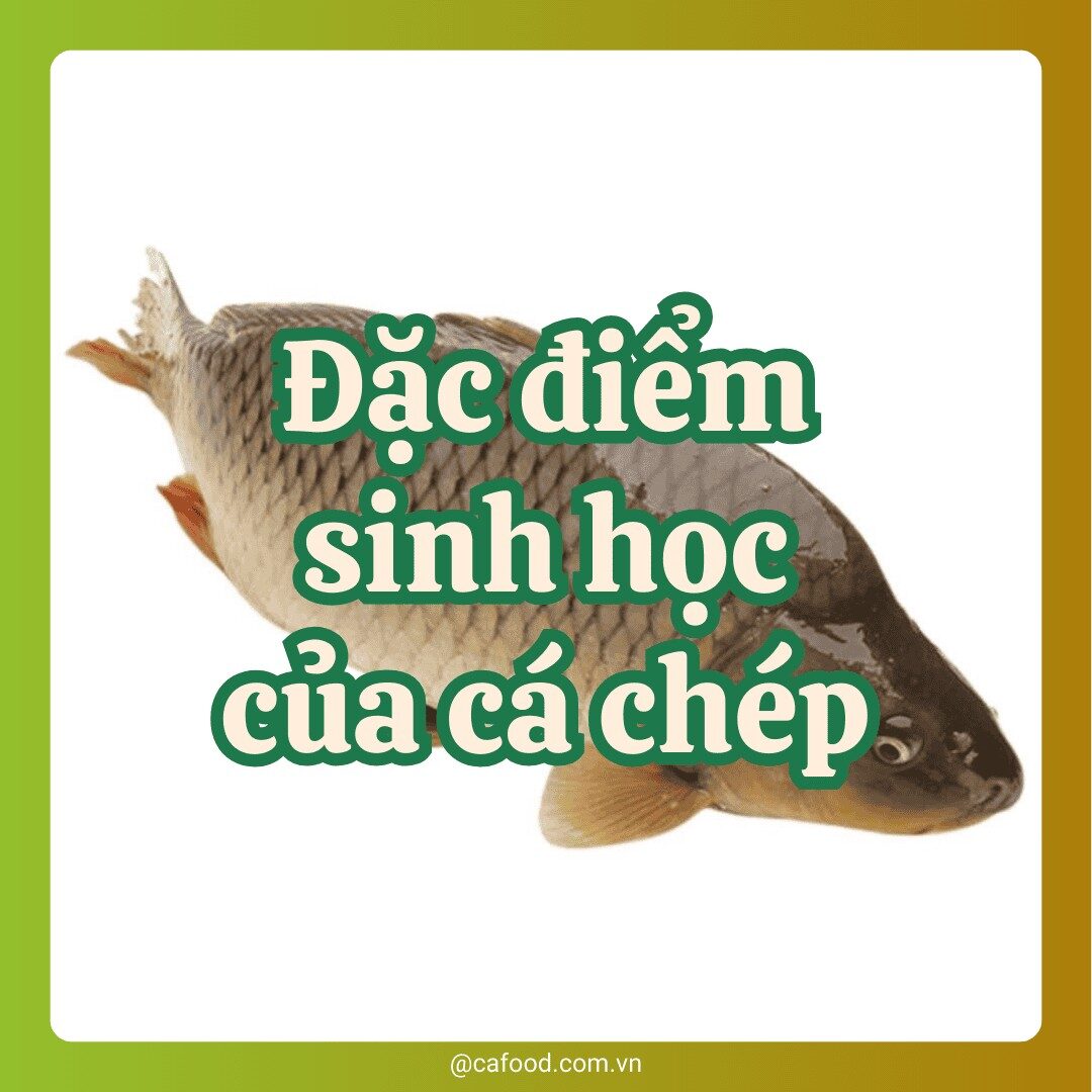 Đặc điểm sinh học của cá chép