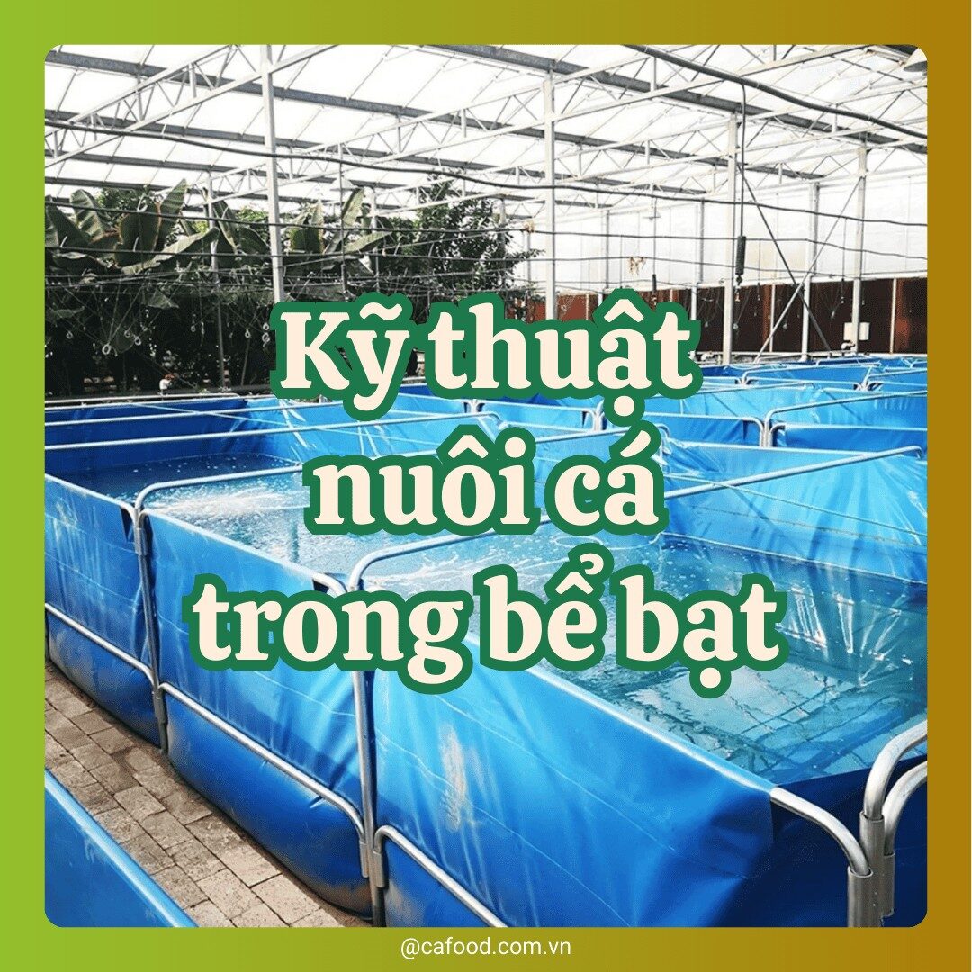 Kỹ thuật nuôi cá trong bể bạt