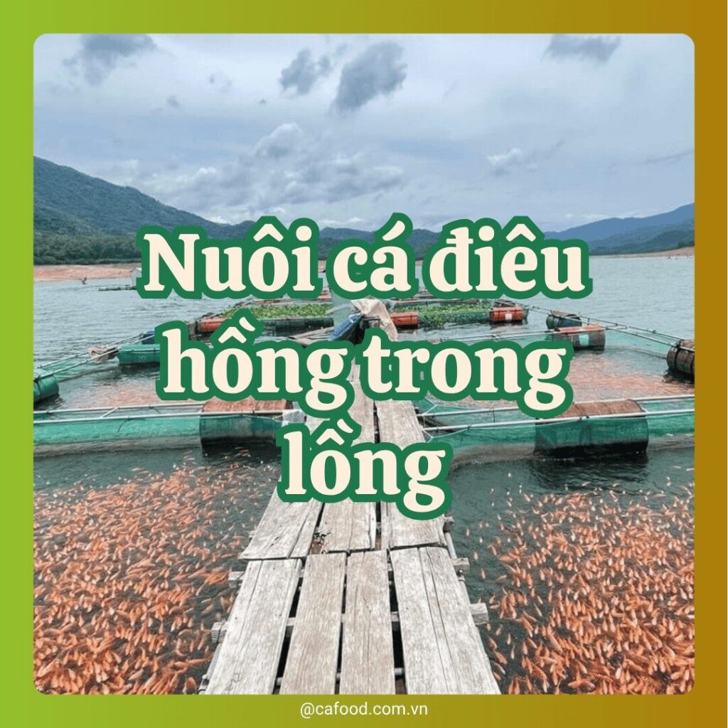 Kỹ thuật nuôi cá điêu hồng trong lồng