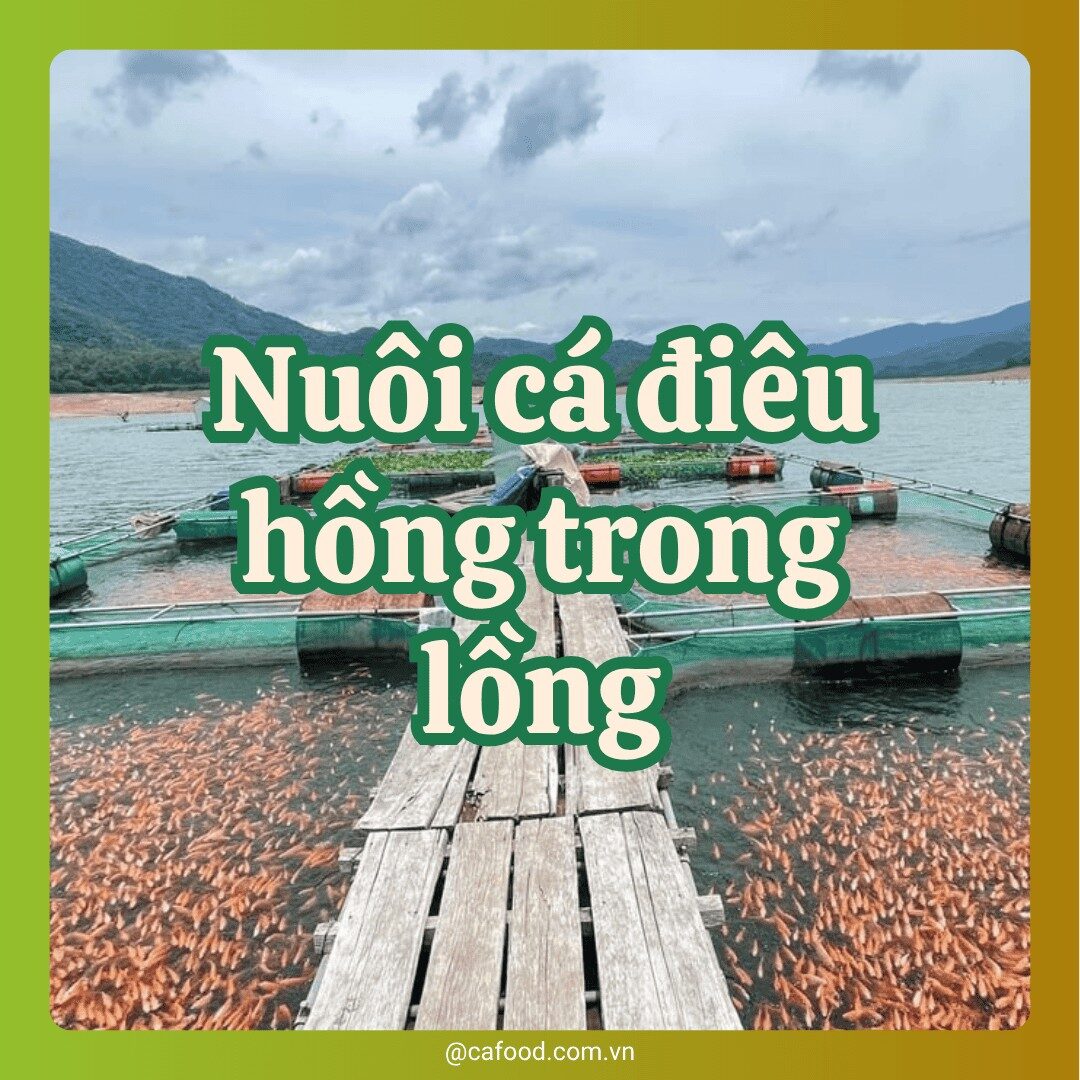 Kỹ thuật nuôi cá điêu hồng trong lồng