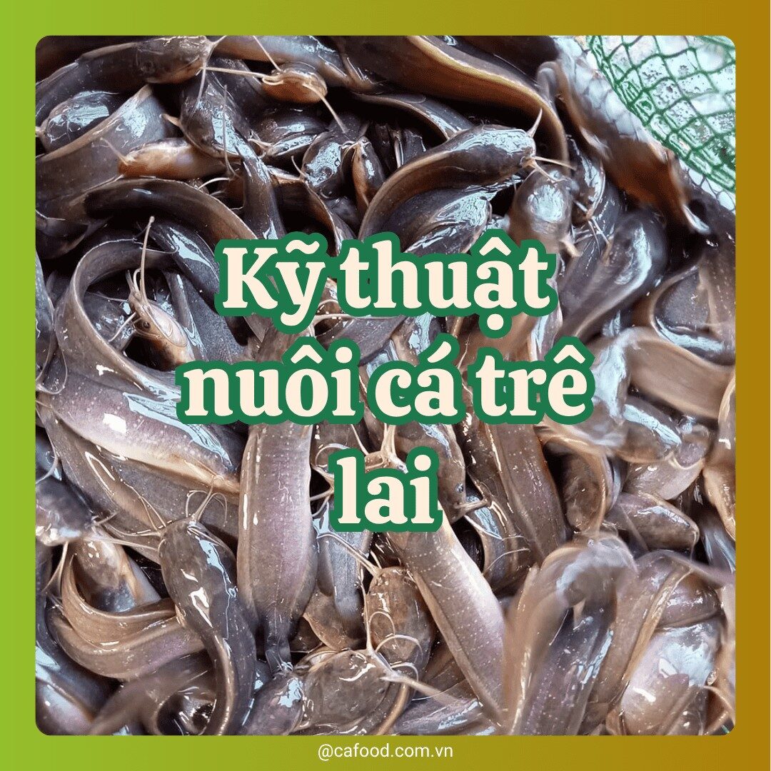 Kỹ thuật nuôi cá trê lai