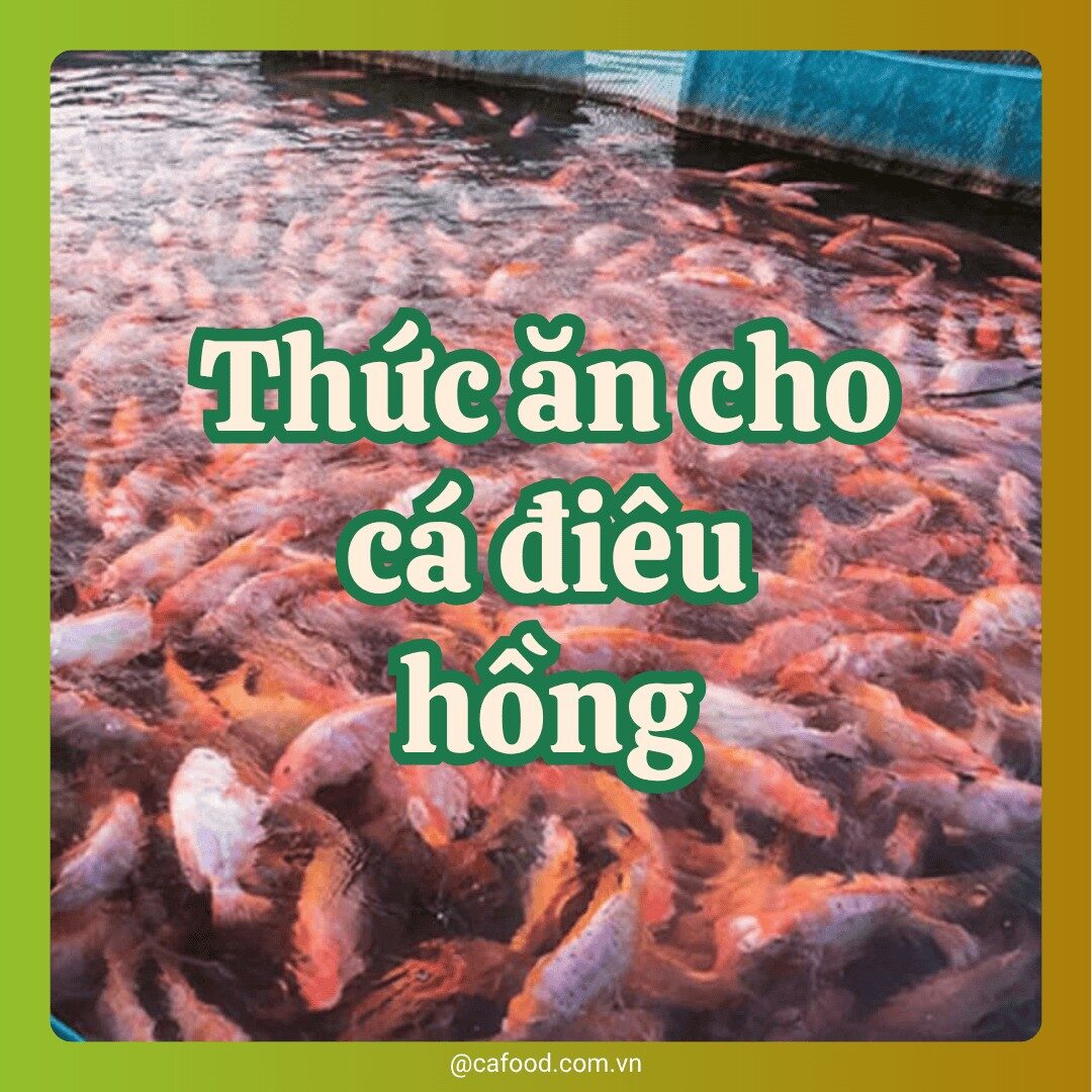 Thức ăn cho cá điêu hồng thương phẩm