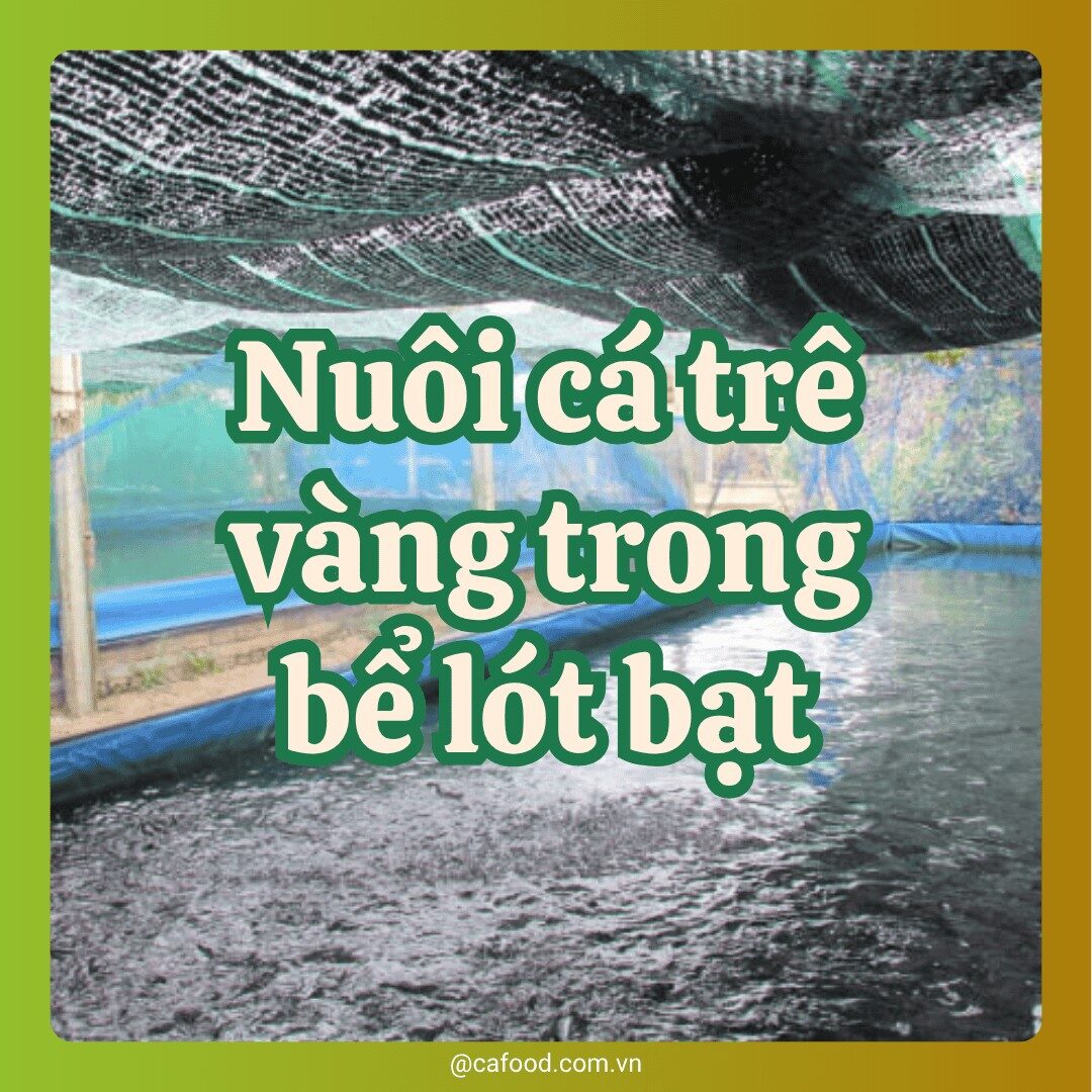 Hướng dẫn nuôi cá trê vàng trong bể lót bạt