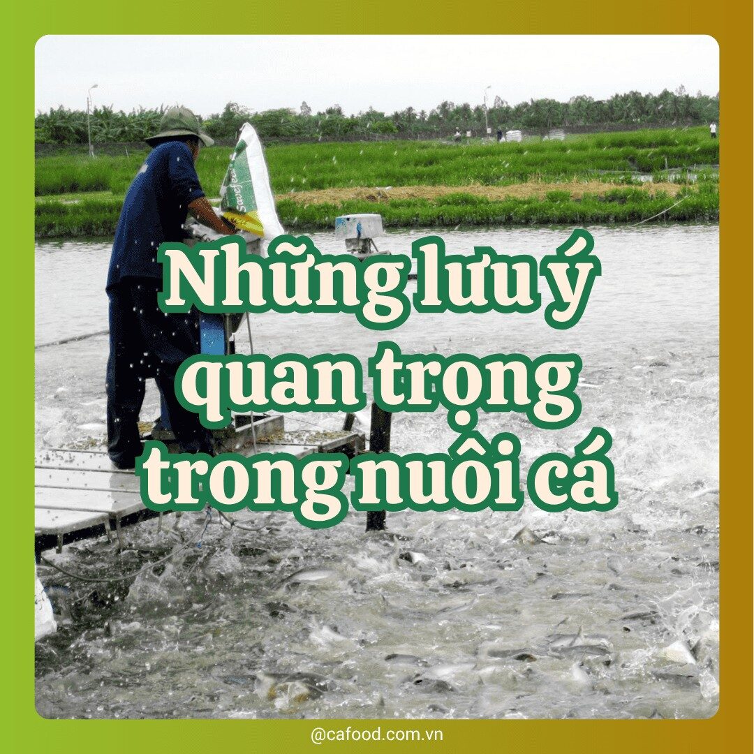 Những lưu ý quan trọng trong nuôi cá
