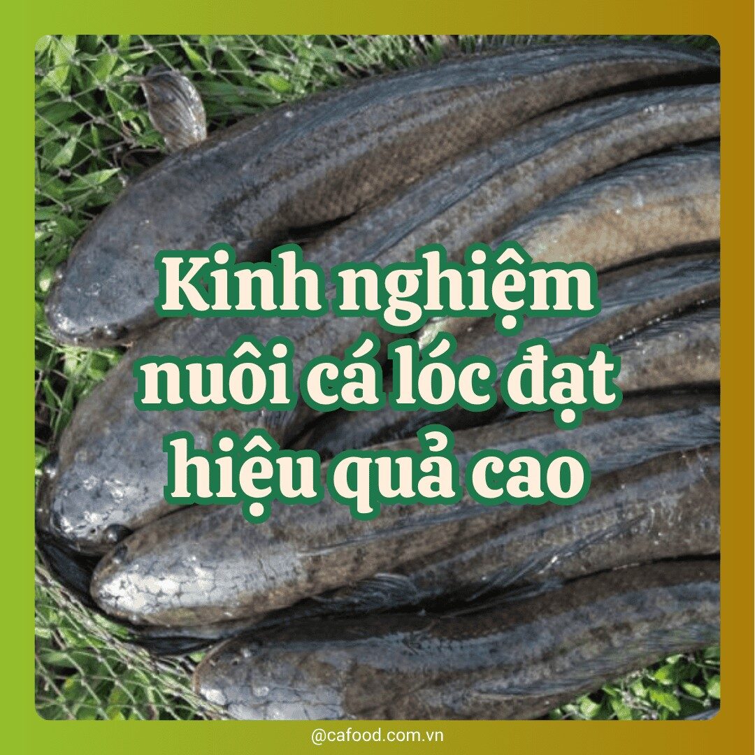 Phát triển nuoi cá lóc chất lượng cao