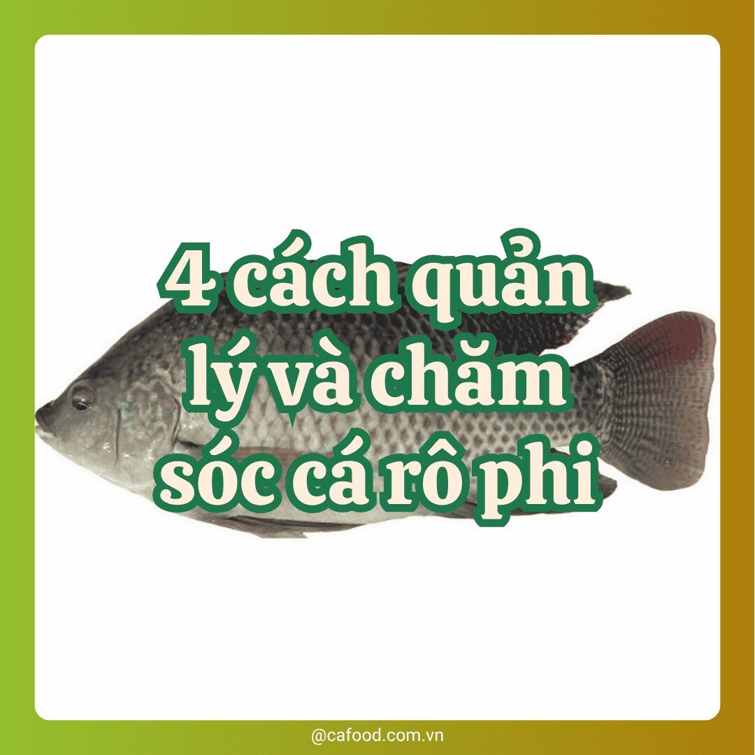 4 cách quản lý và chăm sóc cá rô phi hiệu quả