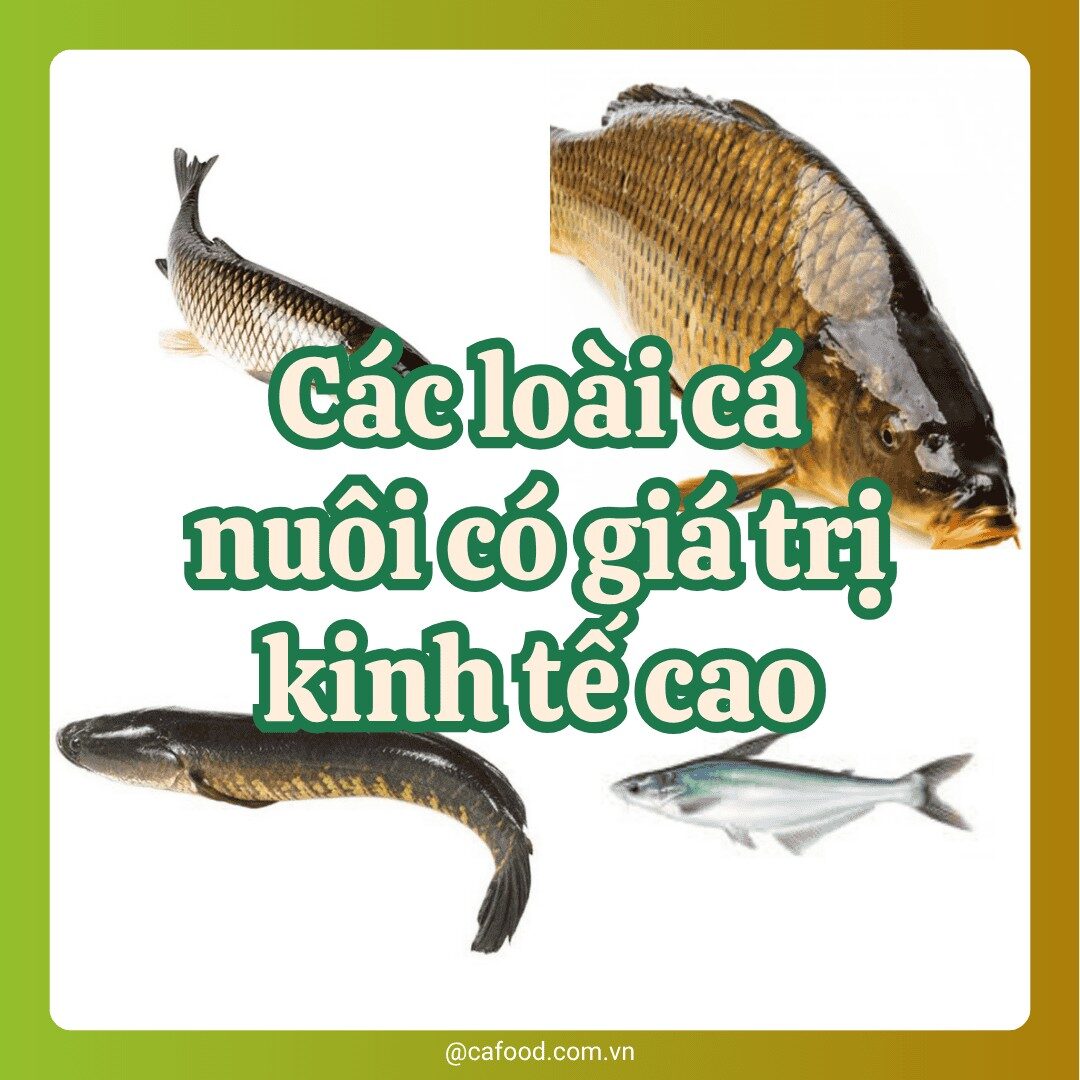Các loài cá mang lại giá trị kinh tế cao